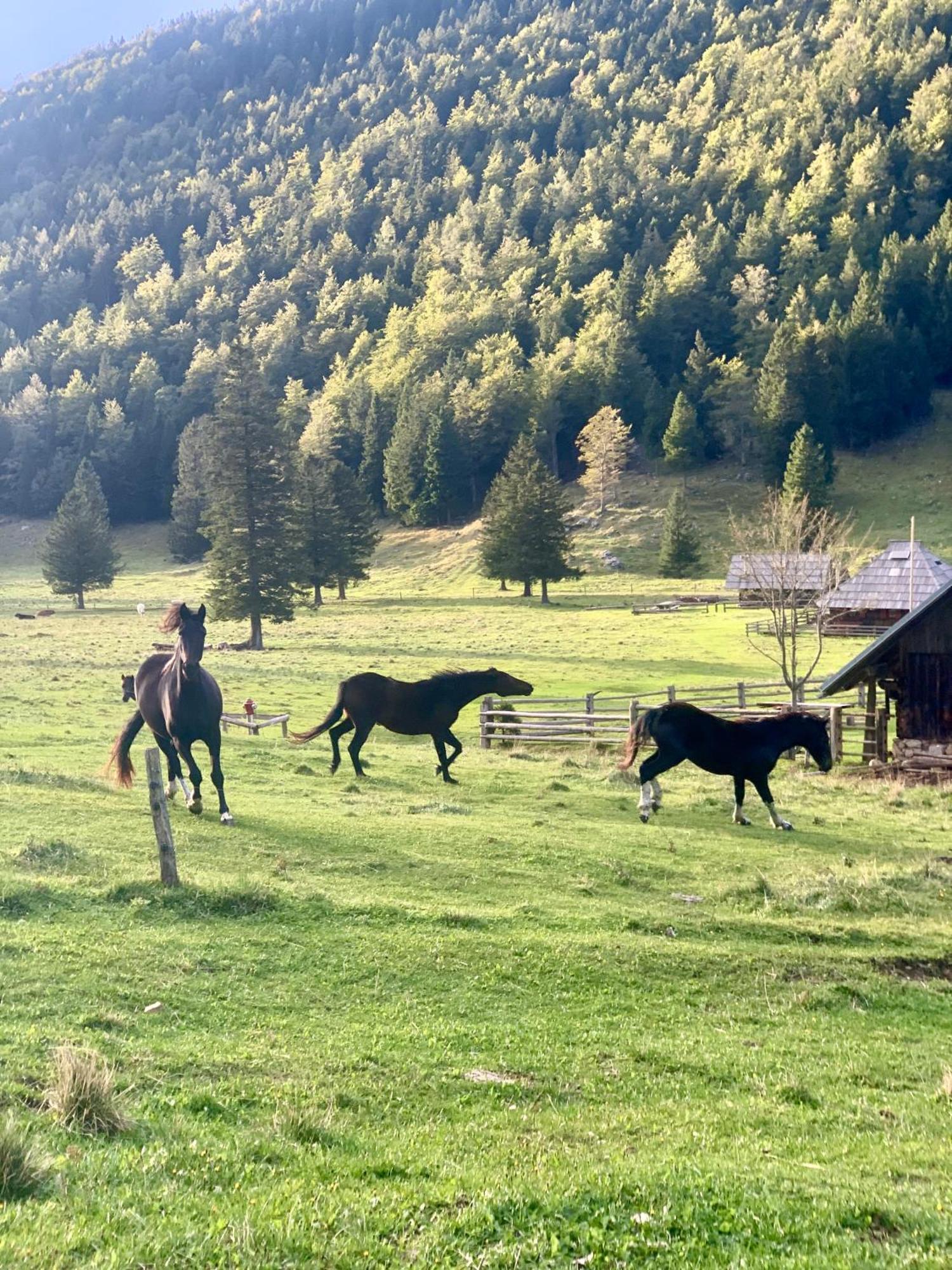 Velika Planina - Chalet Stane - Alps Stahovica Exterior foto